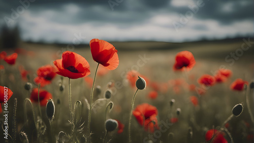 poppies on a field in summer under a cloudy sky.