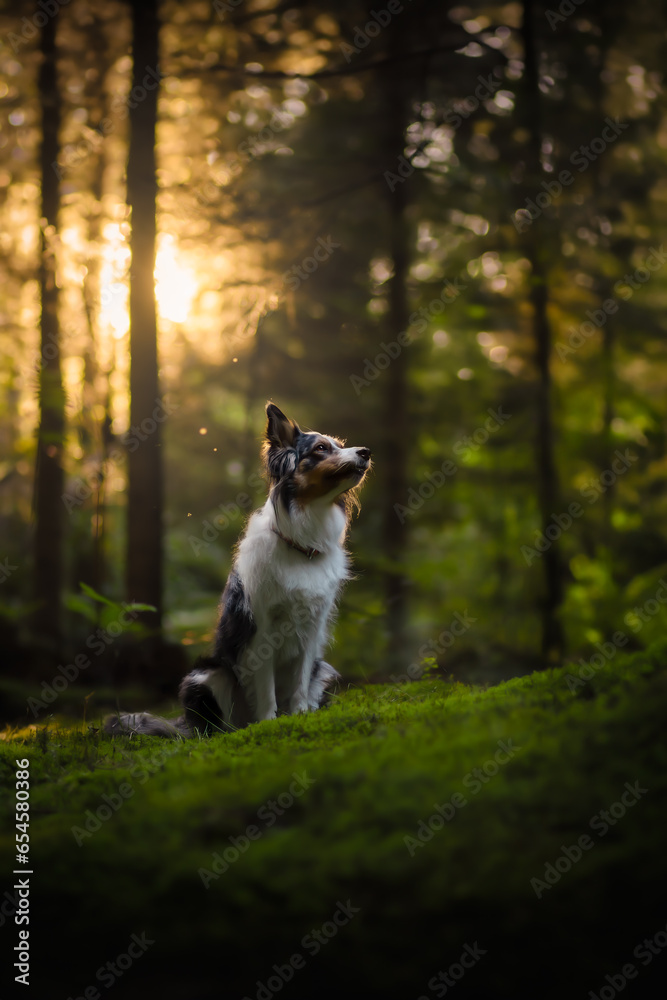 Border collie dog in forest at sunset Border collie dog in forest at sunset
