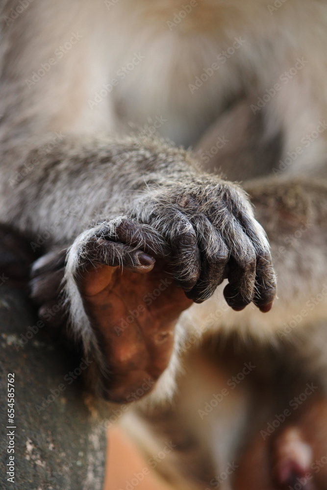 Obraz premium Bonnet Macaque Monkey Hand and Foot Close-Up