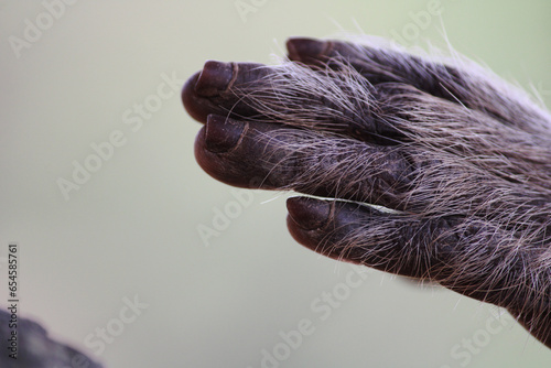 Photography Bonnet Macaque Monkey Hand with Copyspace