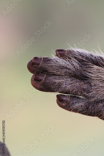 Bonnet Macaque Monkey Hand with Copyspace