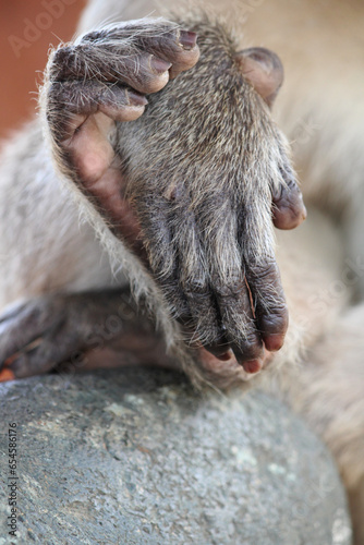 Photography Bonnet Macaque Monkey Hand and Foot Close-Up