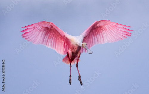 Gorgeous Roseate Spoonbill spreading its wings before landing!!