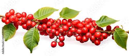 Red coffee beans and berries on a branch of a coffee tree ripe and unripe isolated on a white background © TheWaterMeloonProjec