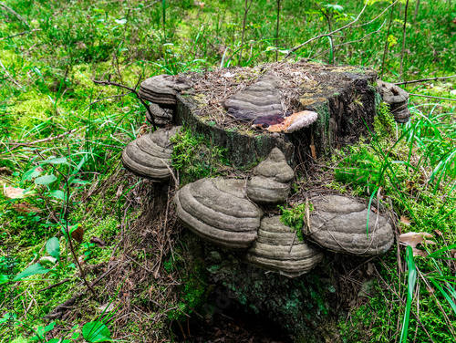 beautiful chaga mushrooms grow on the trunk of a tree photo