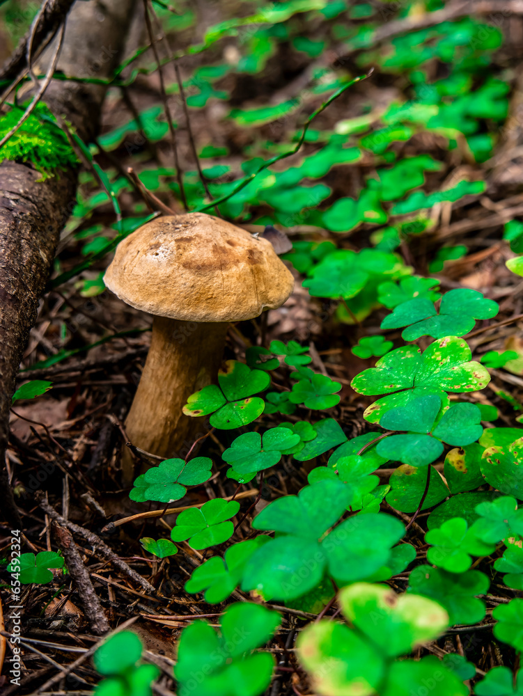 Beautiful mushroom hog growing in the grass color Beautiful mushroom hog growing in the grass color