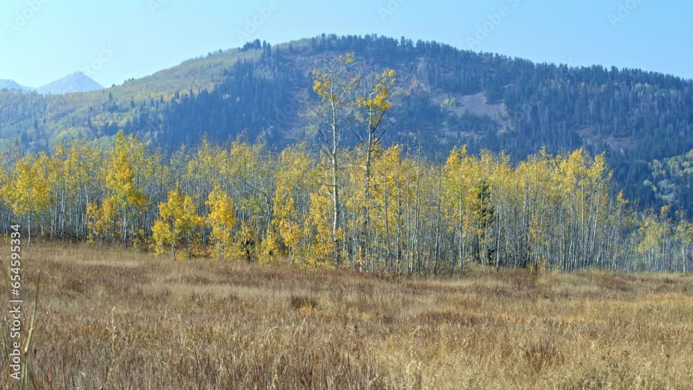 Yellow alpine trees in the fall