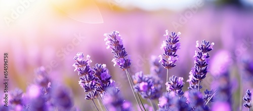 Blooming violet lavandula angustifolia used for perfume and medicinally Natures antiseptic and bactericidal oil