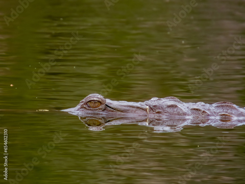 Freshwater Crocodile in Queensland Australia photo