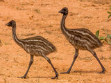 Endemic Emu in Queensland Australia
