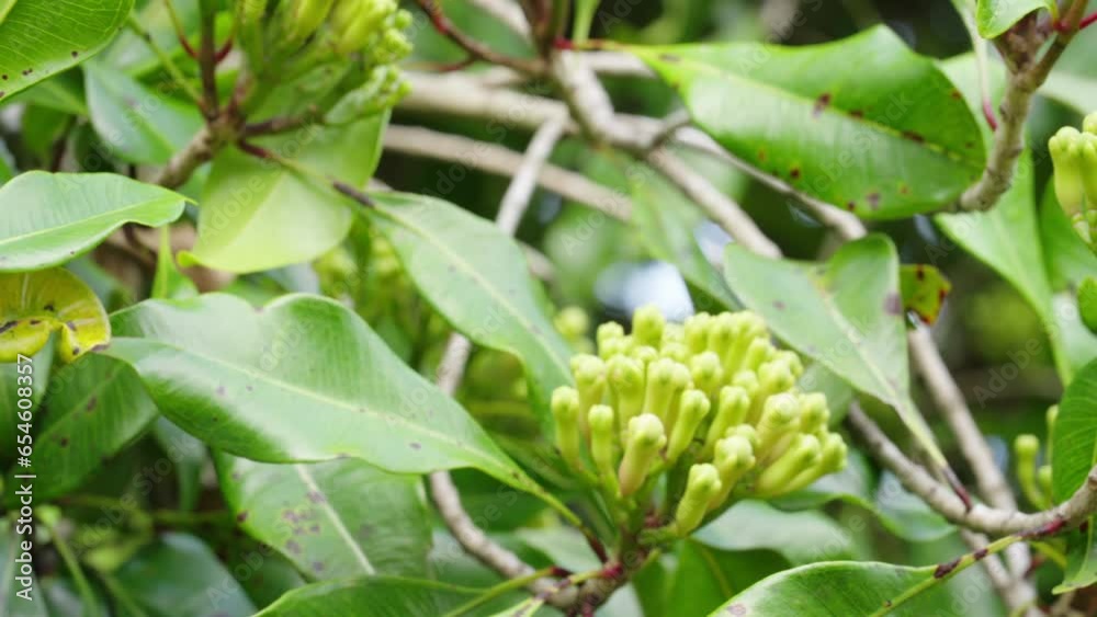 Dolly, fresh clove buds, leaves, and stems growing on tree, cultivate spice Dolly, fresh clove buds, leaves, and stems growing on tree, cultivate spice