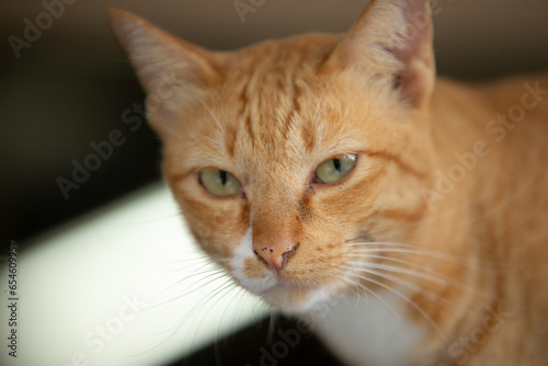 Orange cat close-up portrait, selective focus, shallow depth of field.