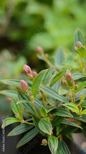 Tibouchina semidecandra or Princess Flower tree photo