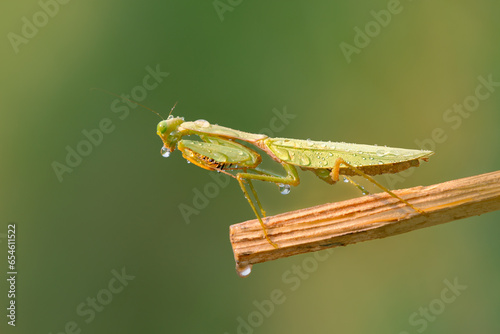 Praying Mantis (Mantodea) animal closeup, (Belalang Sembah) photo