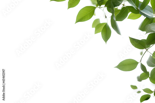 Green leaves on a white surface on a transparent background  generative ai