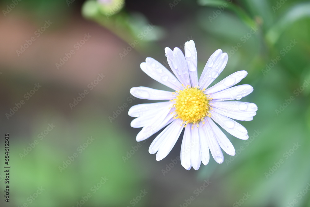 Fototapeta premium white daisy flower