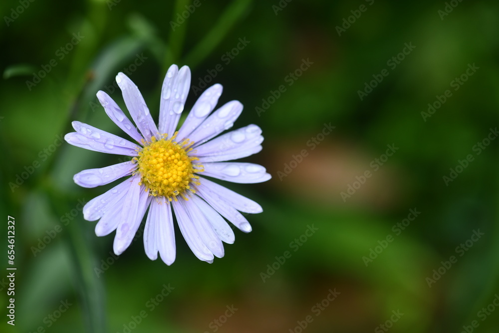 Obraz premium daisy in the garden