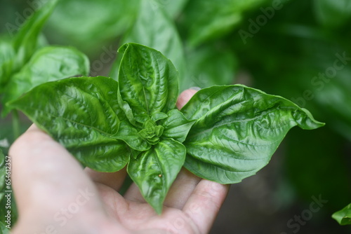 hand holding basil