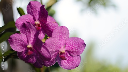 purple orchid on a green background