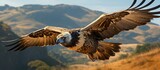 Bearded Vulture in flight over the Ethiopian mountains Africas wildlife