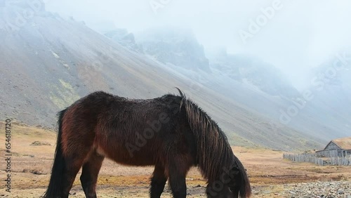 Close up beautiful brown icelandic horse stand and feed in snowy conditions. Vestrahorn and Stoksness in Iceland photo