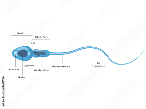 Spermatozoon male cell structure diagram schematic. Medical science educational