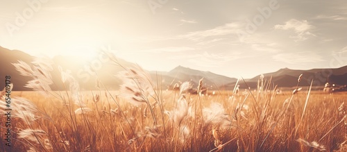 Vintage sepia toned alpine meadow closeup with sunbeams photo