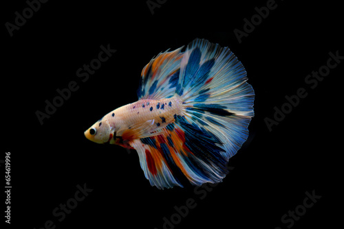 Betta fish Fancy Nemo Blue Marble Halfmoon fighting fish from Thailand, Siamese fighting fish on isolated black background.