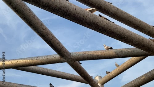 Bird pigeon standing on interlace pole with dirty bird poop outdoor blue sky. Animal concept