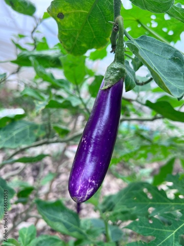 eggplant in the garden, purple eggplant, a vegetable garden plant grow by organic farming. Green color of eggplant leaves.