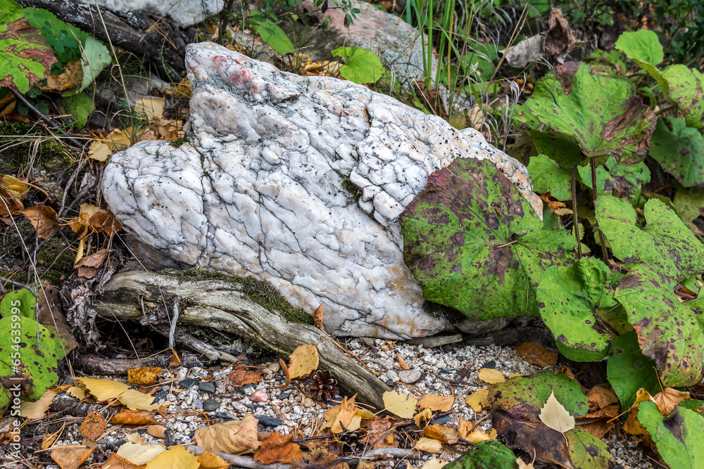 A large boulder of quartzite lies on the riverbank in the roots of a tree A large boulder of quartzite lies on the riverbank in the roots of a tree