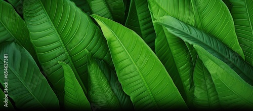 Tropical leaf texture adds to natures green backdrop