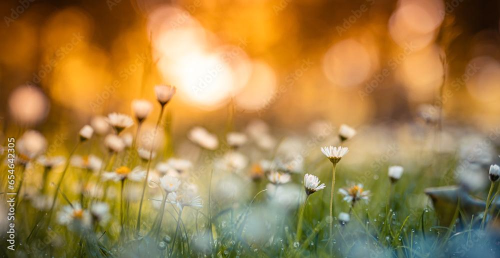 Early evening sunlight. Majestic nature daisy flowers. Golden soft green sunset colors white blossoms stunning defocused panoramic lush foliage landscape. Enchanting autumn forest closeup meadow flora