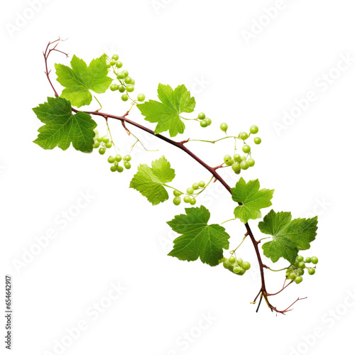 Grape leaves vine branch with Grape tendrils isolated on transparent background