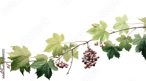 Grape plant with tendrils isolated on transparent background