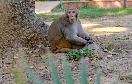 Rhesus macaque, wild monkey in the street in New Delhi, India photo