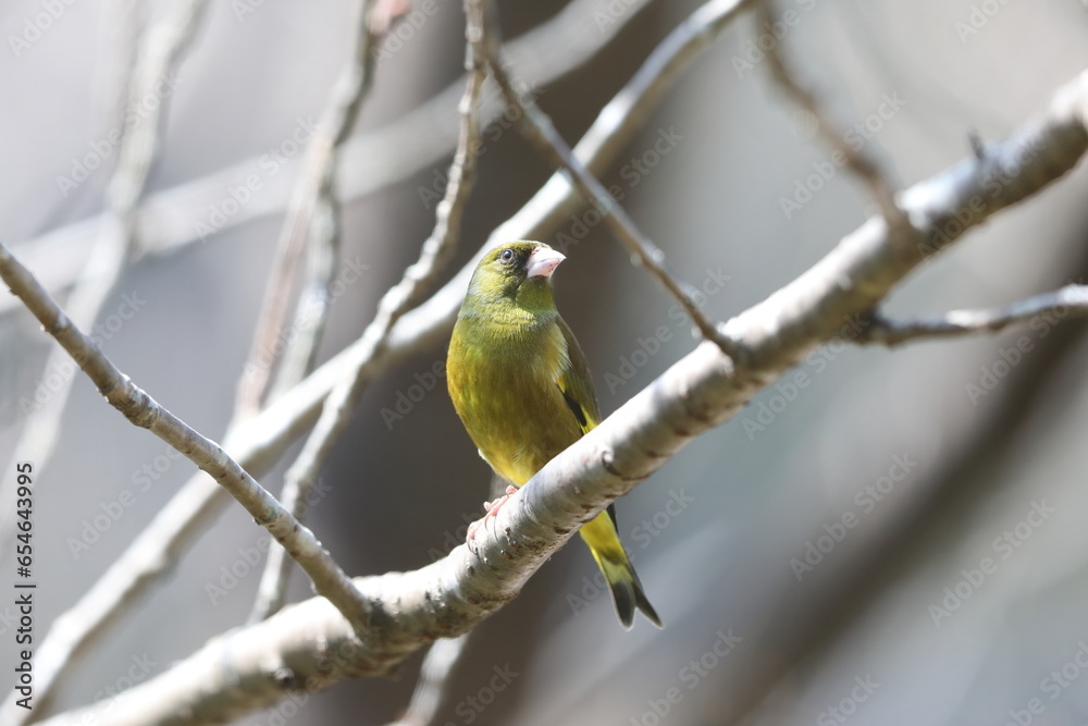 Oriental Greenfinch (Chloris sinica) in Japan Oriental Greenfinch (Chloris sinica) in Japan