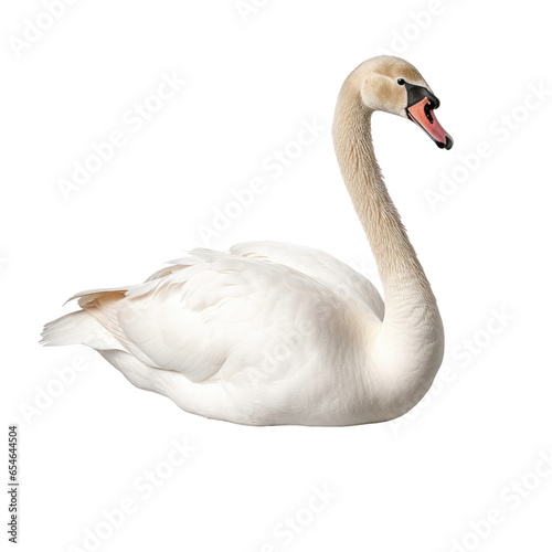 Fototapeta Naklejka Na Ścianę i Meble -  Mute swan on transparent background