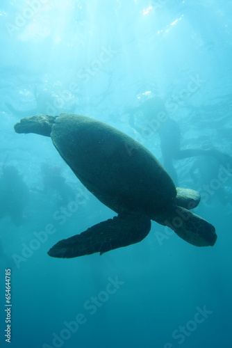 Swimming with Wild Hawaiian Green Sea Turtles in Hawaii 