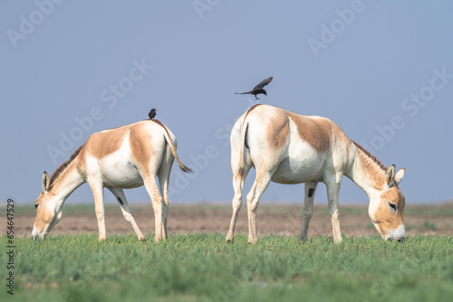 Gujarat's Little Rann of Kutch (LRK) is the only abode for the Indian wild ass, locally called Gudhkhur photo