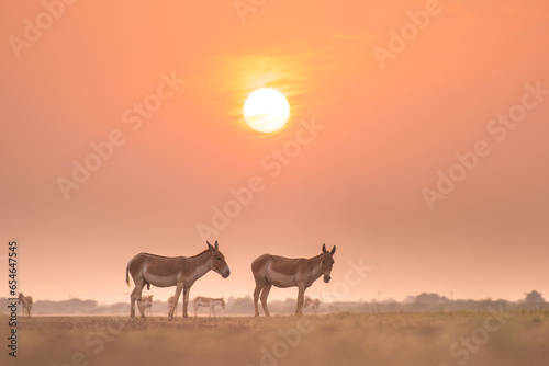 Gujarat s Little Rann of Kutch  LRK  is the only abode for the Indian wild ass  locally called Gudhkhur