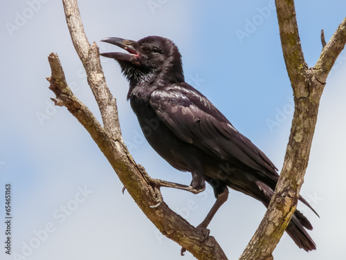 Spangled Drongo in Queensland Australia photo