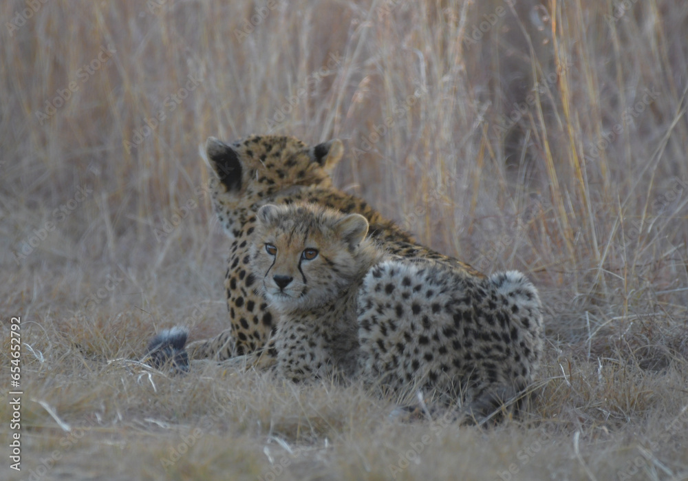 Naklejka premium Cheetah family in wild at sunset in South Africa