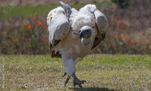 Cape Griffon vulture running in Drakensberg South Africa photo