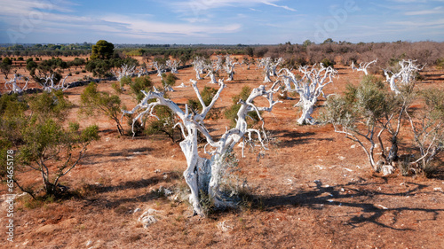 Albero di olivo con xylella - salento