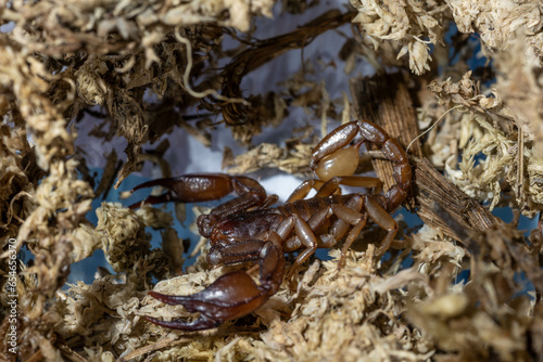 Euscorpius aquilejensis photo