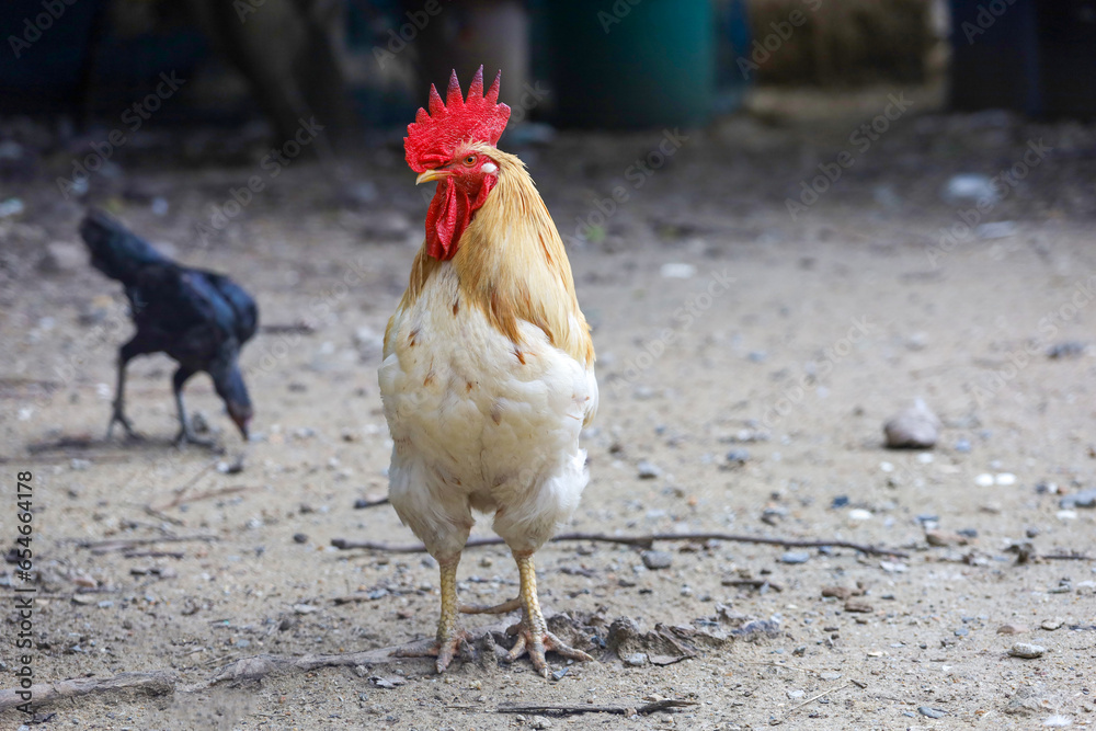 Fototapeta premium White Betong Chickken in dry garden