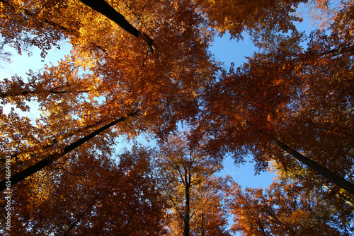 Sunlight is breaking through the trees in the forest and letting the light shine in magical sun beams