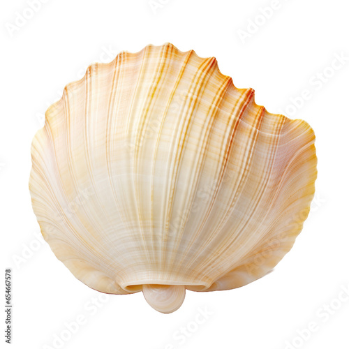 Seashell on transparent background