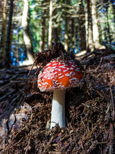 Close-up of a fly agaric in a forest